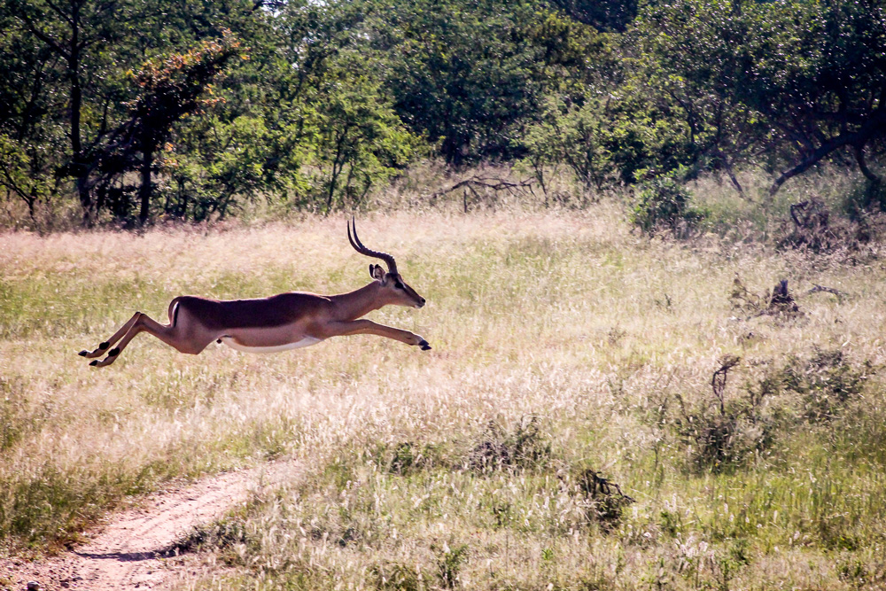 An impala jumping through the air