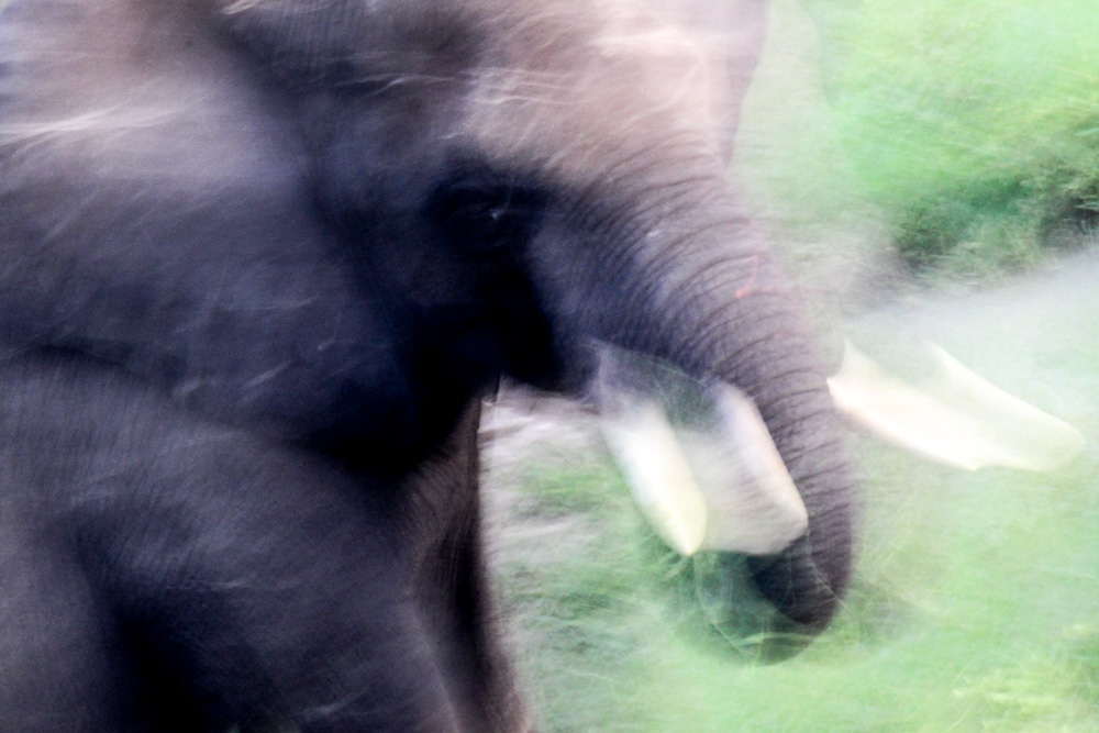 A close up of an elephant.