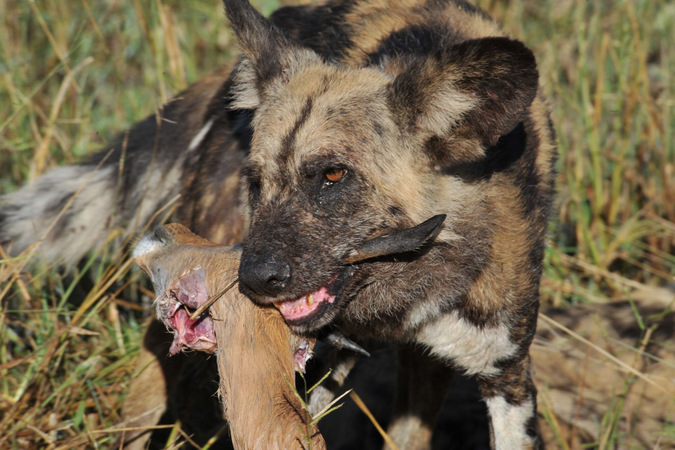 African wild dog with prey