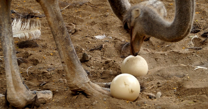 Ostrich egg smugglers get 25 years - Africa Geographic