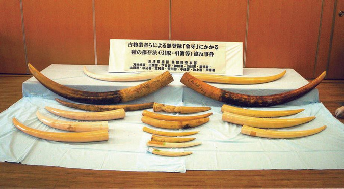 Seized elephant ivory