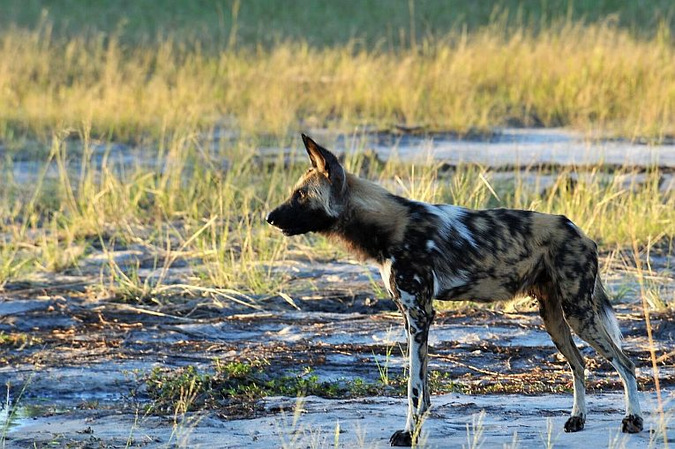 African wild dog