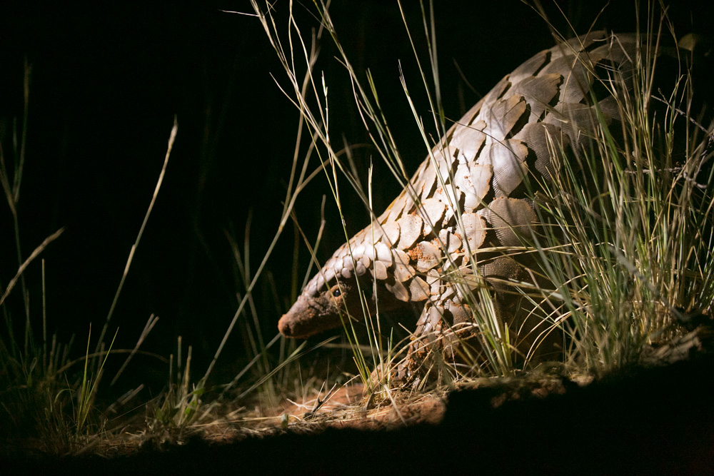 An up close photo of a pangolin