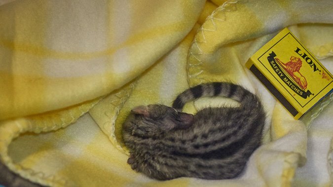 a day old genet