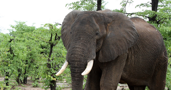 African elephant in South Luangwa National Park, Zambia