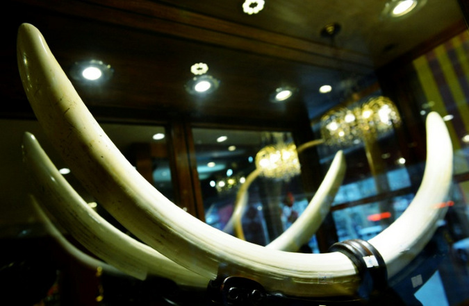 Ivory, tusks, for sale