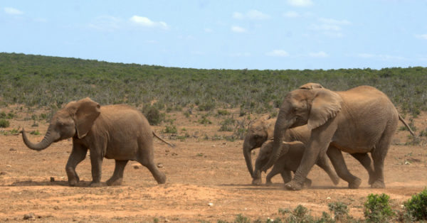 Can elephants run, or do they just walk faster? - Africa Geographic