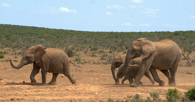 Elephants running to a waterhole