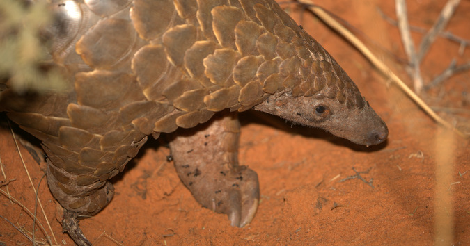 Up close of a pangolin in the wild