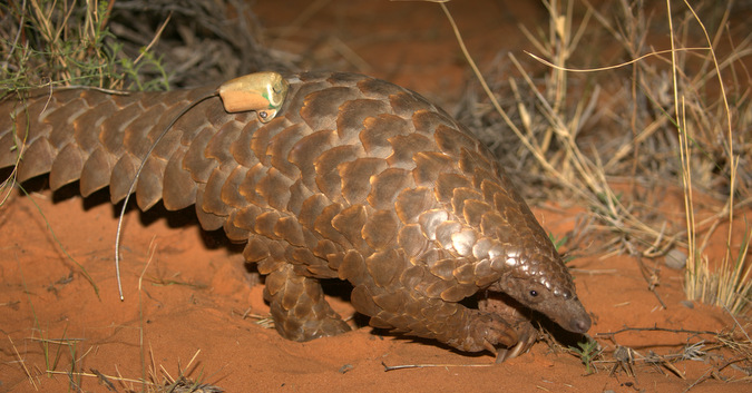 Ground pangolin with tracker attached in Kalahari, South Africa