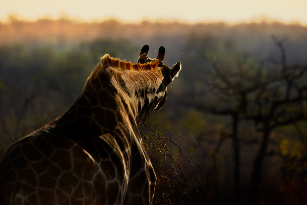 Giraffe from behind in Kruger National Park, South Africa