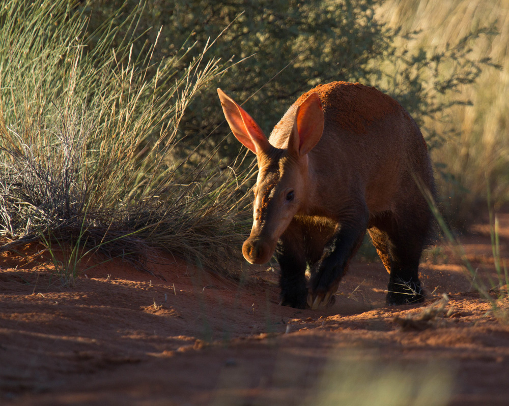 A close up of an Aardvark