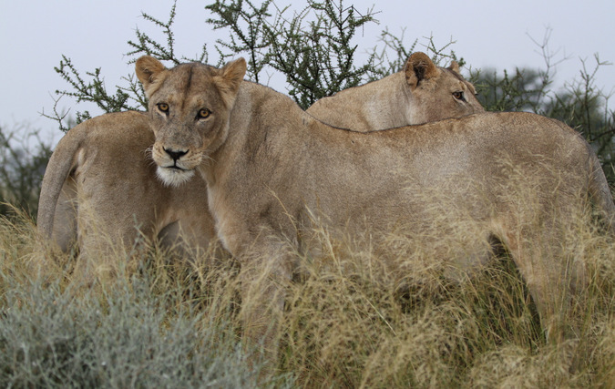 Two African lions in the Kgalagadi Transfrontier Park in South Africa