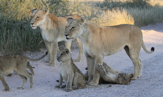 African lions and cubs at Kgalagadi Transfrontier Park in South Africa