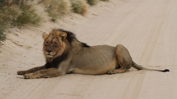 A large African lion in Kgalagadi Transfrontier Park in South Africa