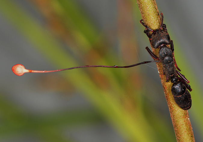 zombie ant in Sapo National Park, Liberia