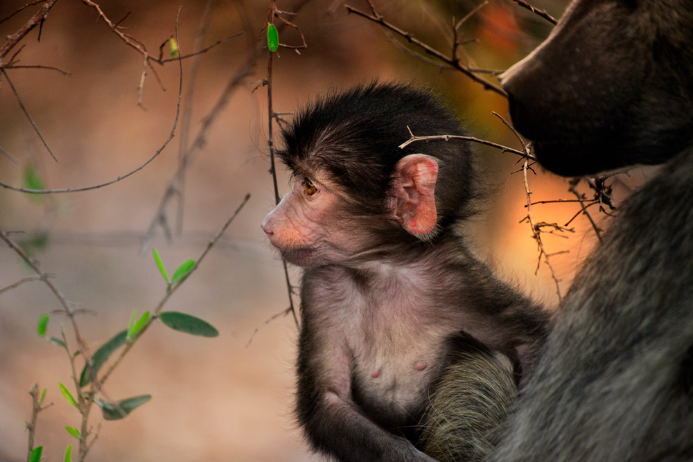 Baby chacma baboon with mother in Kruger National Park, South Africa