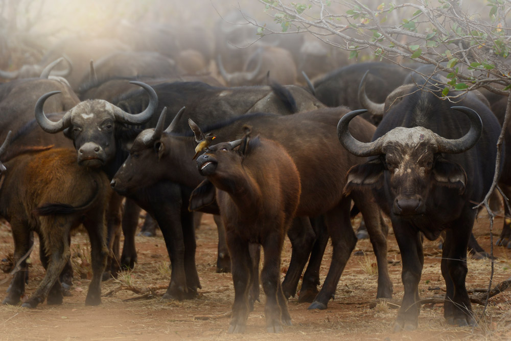 A herd of buffalo in Kruger National Park, South Africa