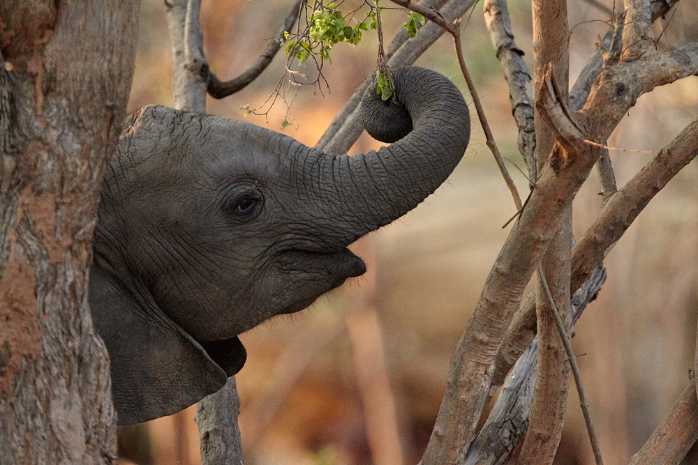 Young elephant calf eating vegetation in Kafue National Park, Zambia