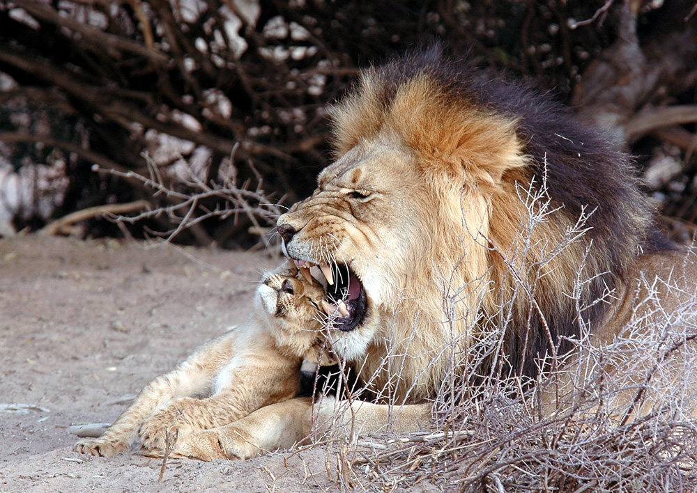 A lion grooming his cub
