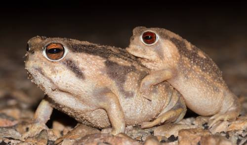 Bushveld_Rain_Frog_2-002 - Africa Geographic