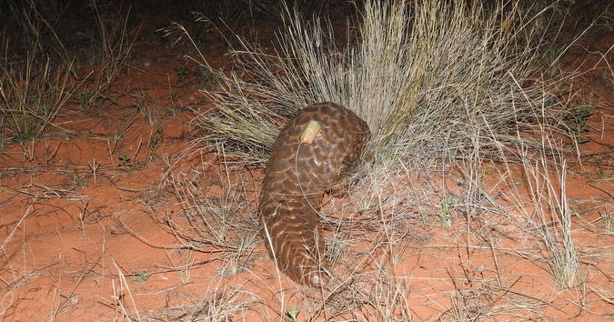 Ground pangolin foraging for food in bush in Kalahari