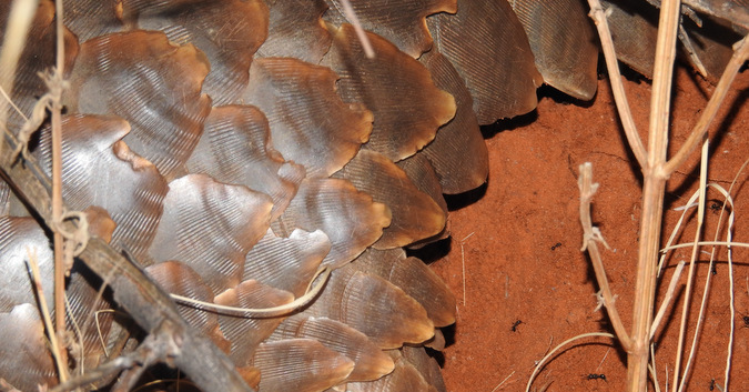 Pangolin scales up close