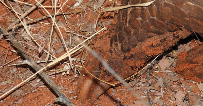 Wild pangolin head and claws digging up ants