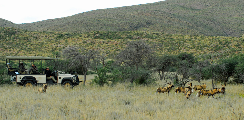 A pack of wild dogs and a safari vehicle