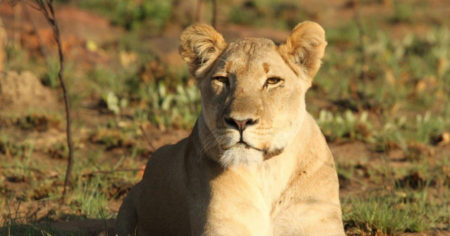 Nala: The new 'last lioness' - Africa Geographic