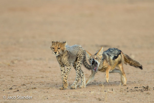 Cheeky: Black-backed jackal versus cheetah cub - Africa Geographic