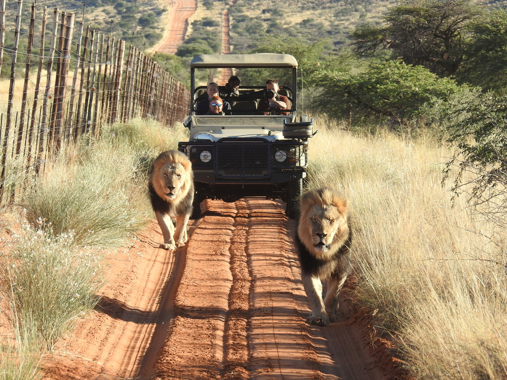 Two black-maned lions walking in the Lekgaba section of Tswalu