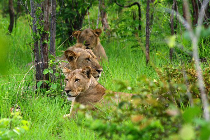 Lions in Niassa National Reserve