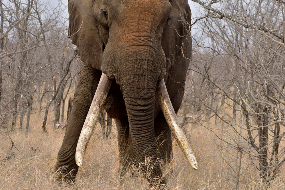 A large tusker elephant named Mandzemba in Kruger National Park, South Africa