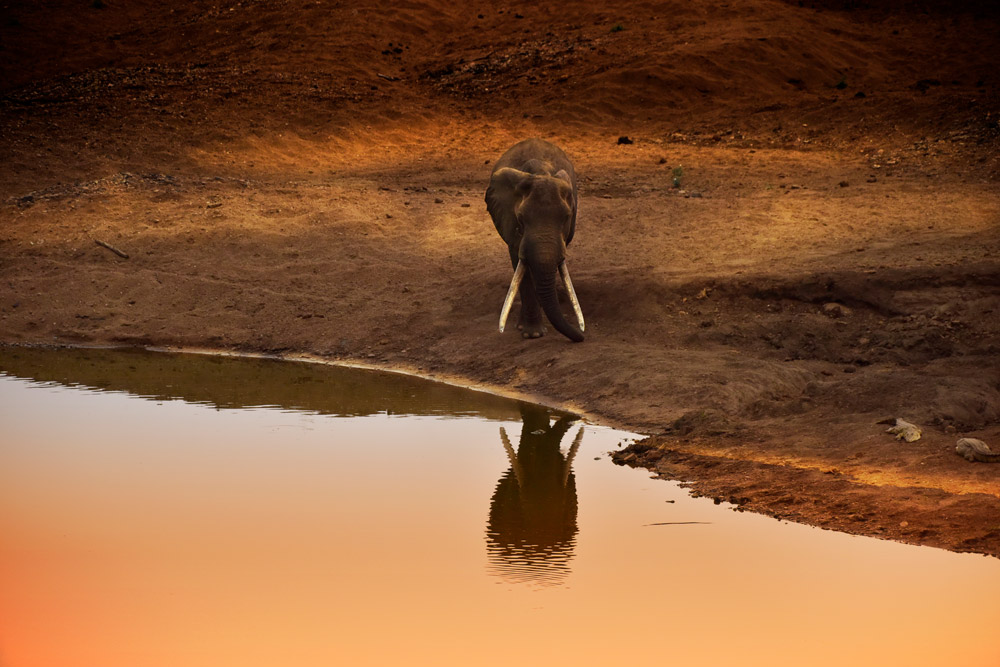 Large tusker elephant at a waterhole in Kruger National Park, South Africa