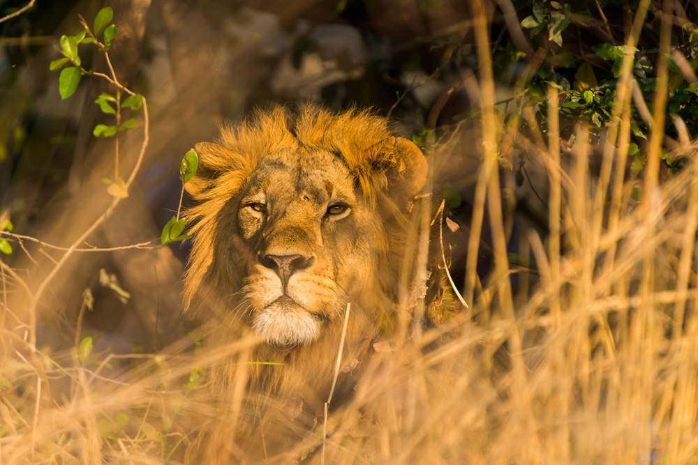 Male lion in tall grass in Kafue National Park, Zambia
