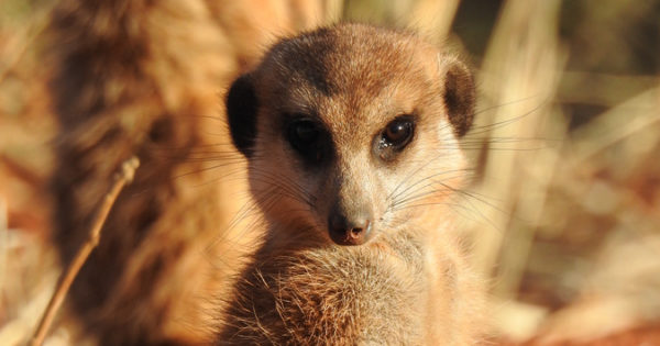 5 Reasons why meerkats are awesome - Africa Geographic