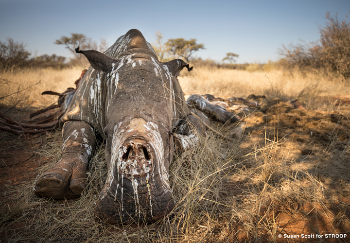 Poached rhino