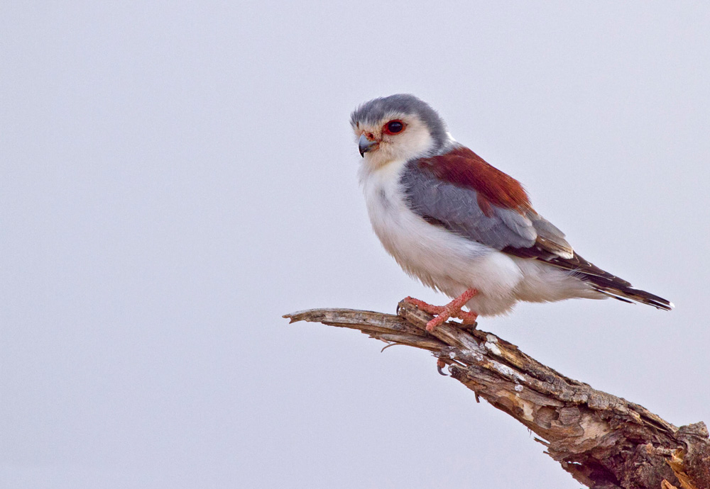 african pygmy falcon video