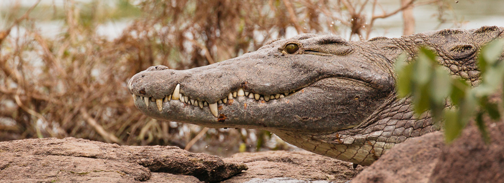 African crocodile in Kafue National Park, Zambia
