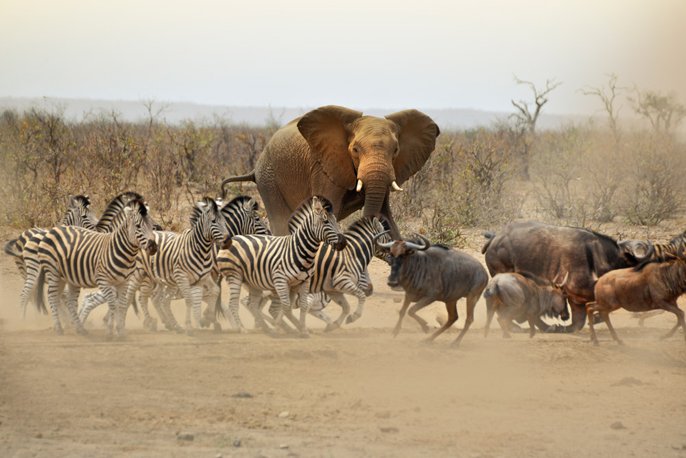 Zebra and buffalo scatter as an elephant approaches waterhole in Kruger National Park, South Africa