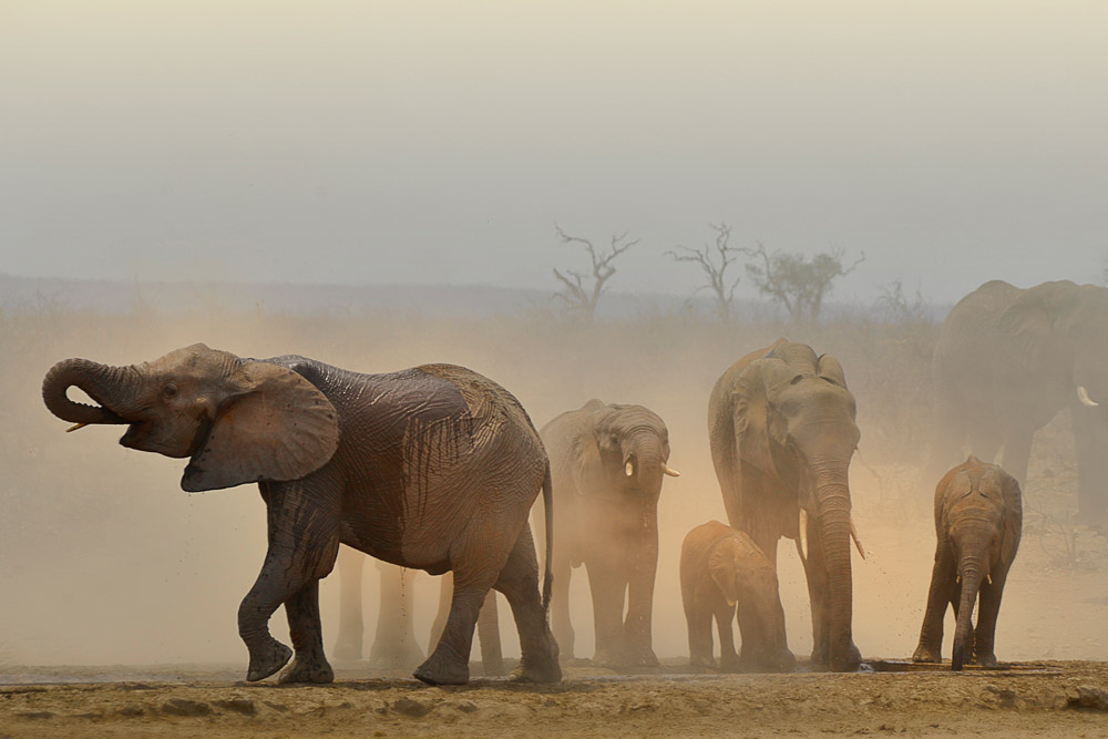 A herd of elephants at a waterhole in Kruger National Park, South Africa