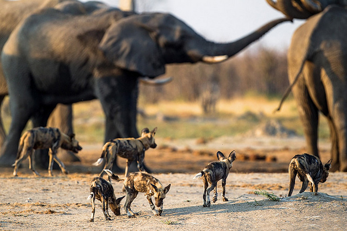 Wild dogs and elephants at waterhole