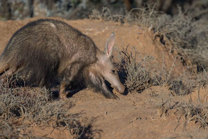 wild republic aardvark