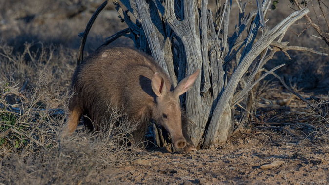 wild republic aardvark