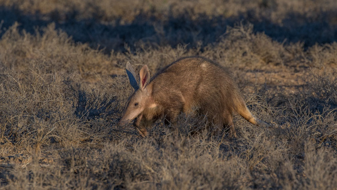 wild republic aardvark