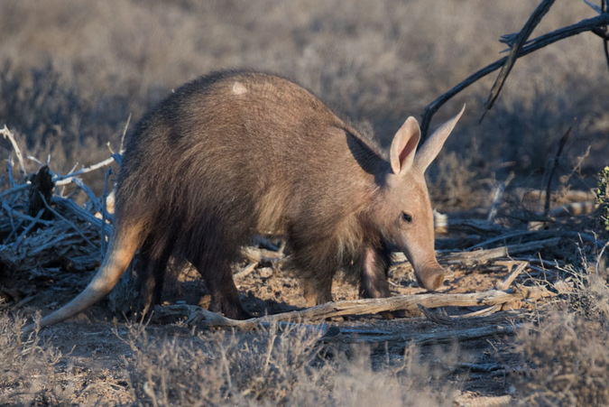 wild republic aardvark