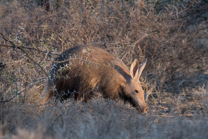 wild republic aardvark