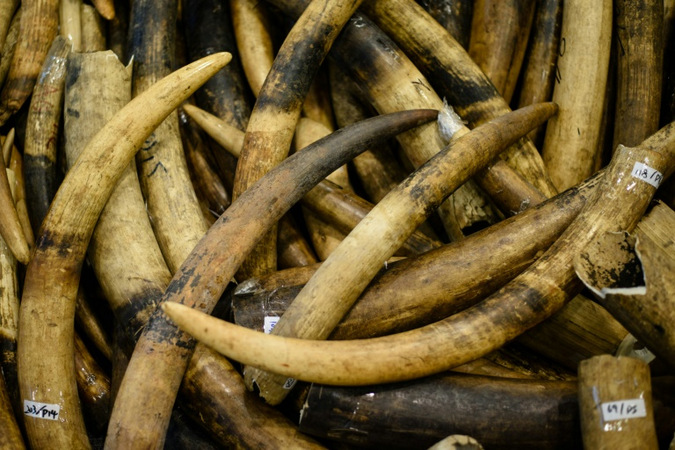 Seized elephant ivory tusks