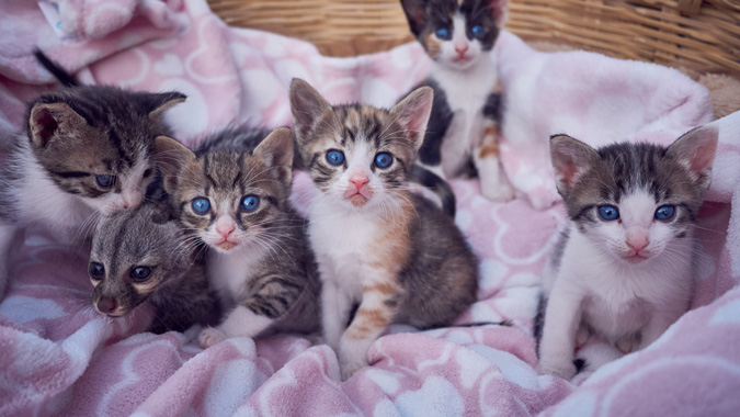 baby genet and his kitten friends